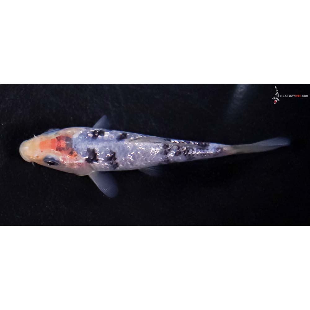 3.5” Imported Gin Rin Shiro Bekko