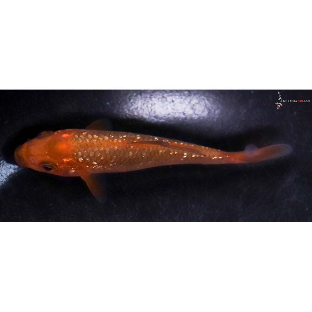 4” Imported Gin Rin Chagoi