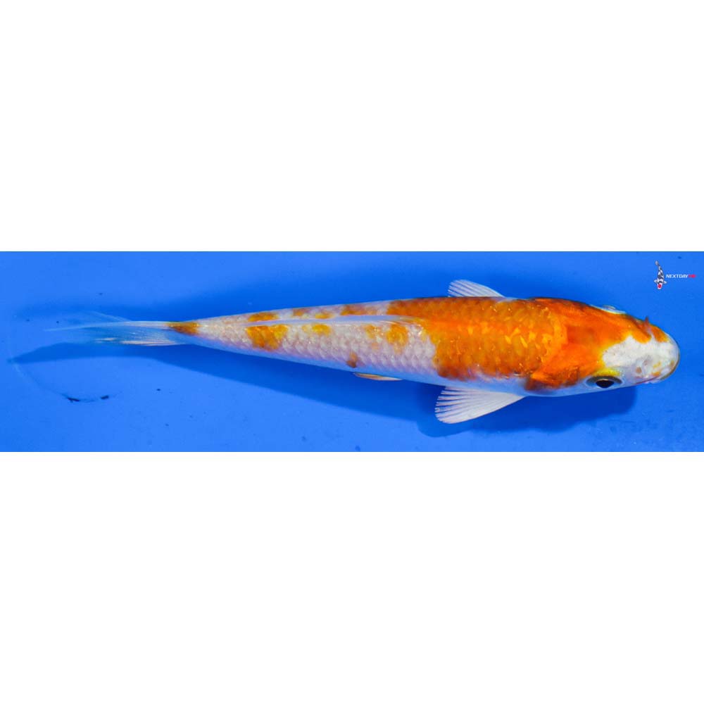 4” Imported Hariwake