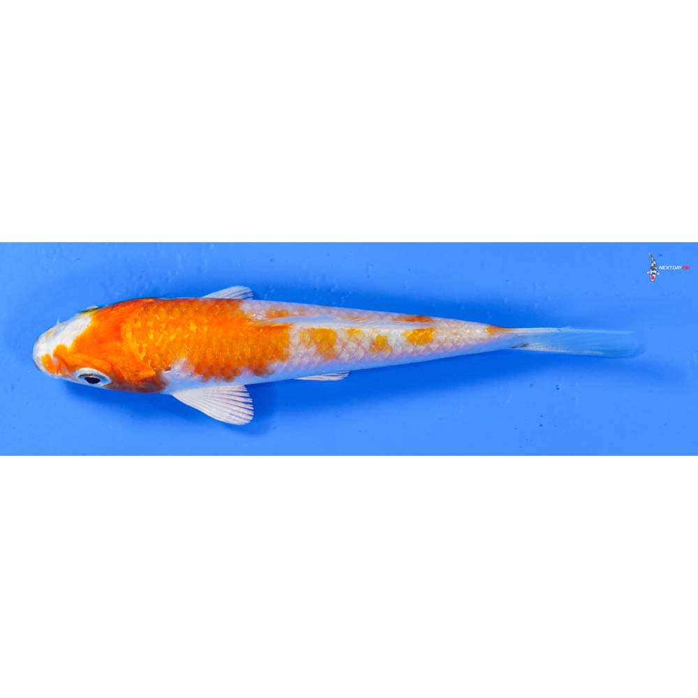 4” Imported Hariwake