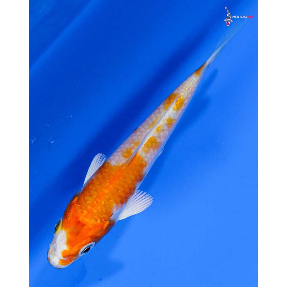 4” Imported Hariwake