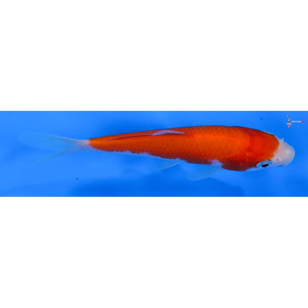 4.5” Imported Kohaku