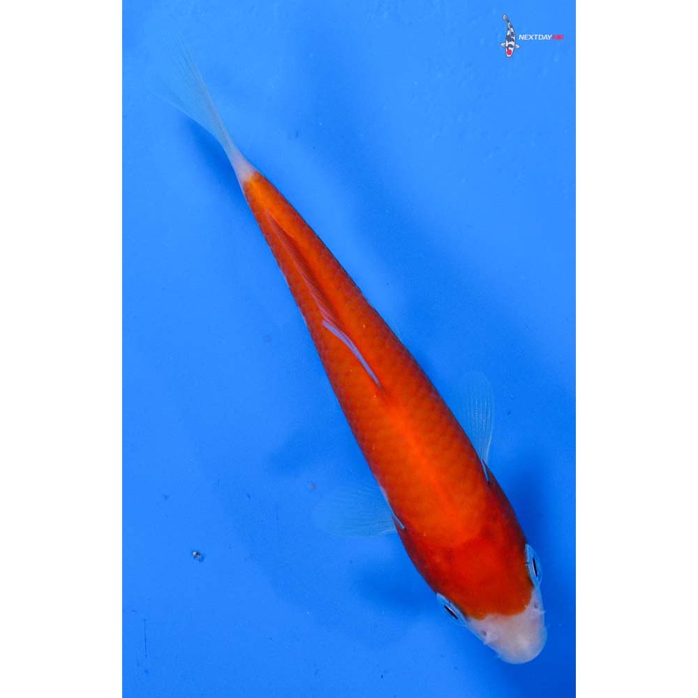 4.5” Imported Kohaku