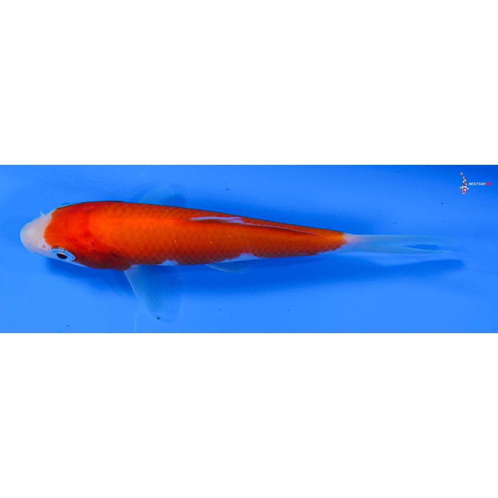 4.5” Imported Kohaku