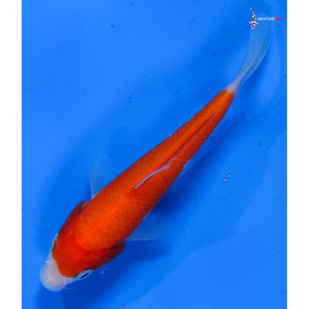 4.5” Imported Kohaku