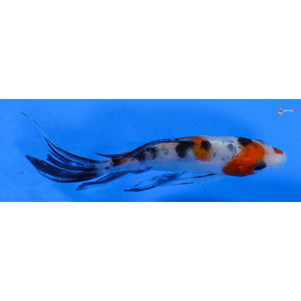 4” Imported Sanke Butterfly Koi