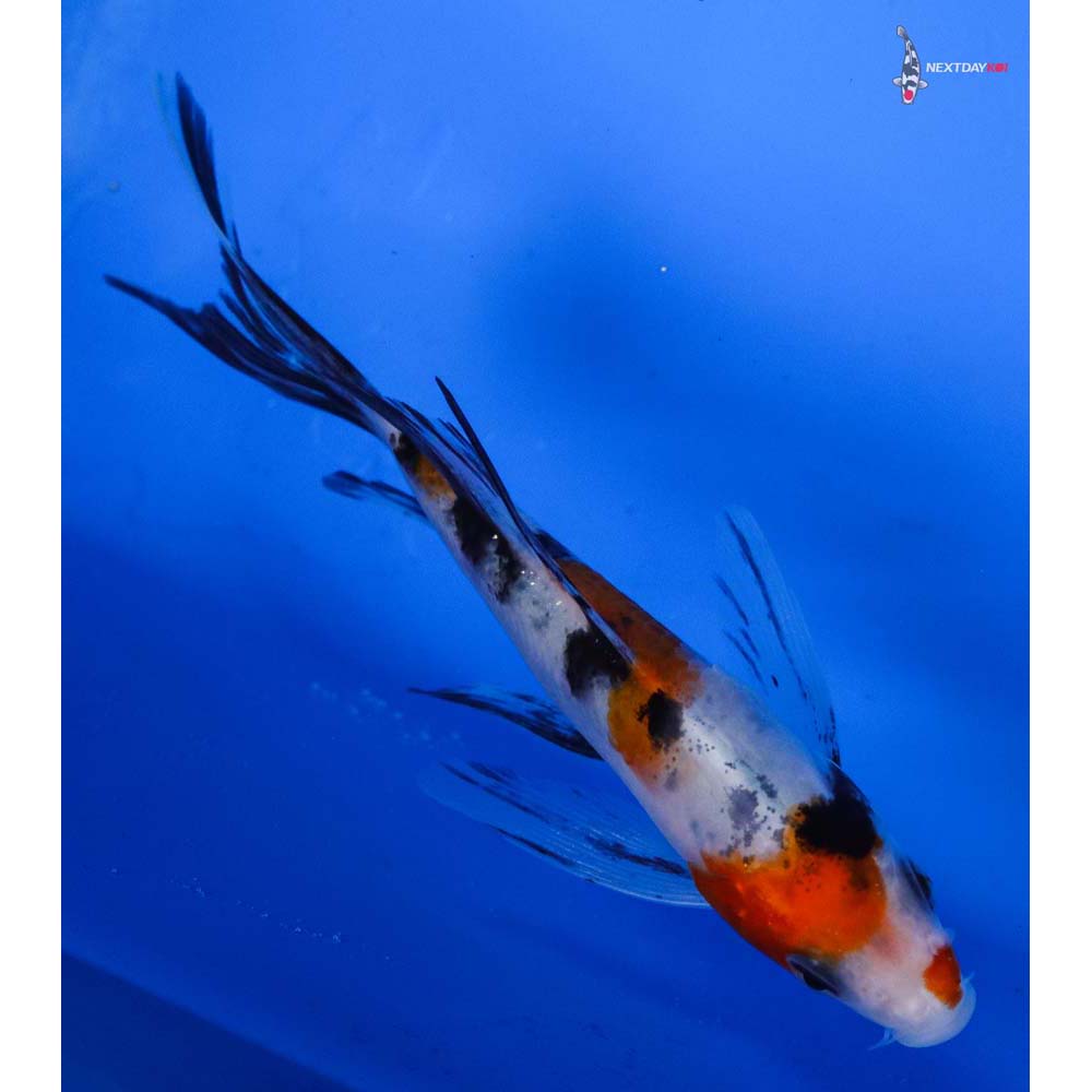 4” Imported Sanke Butterfly Koi