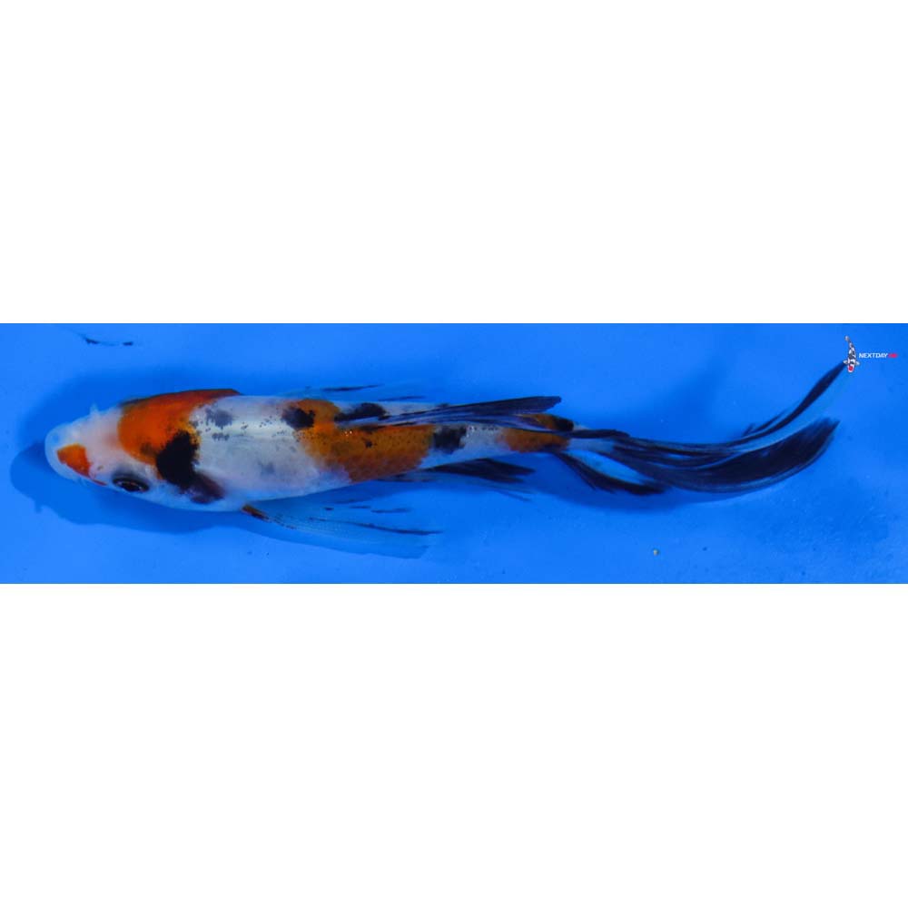 4” Imported Sanke Butterfly Koi