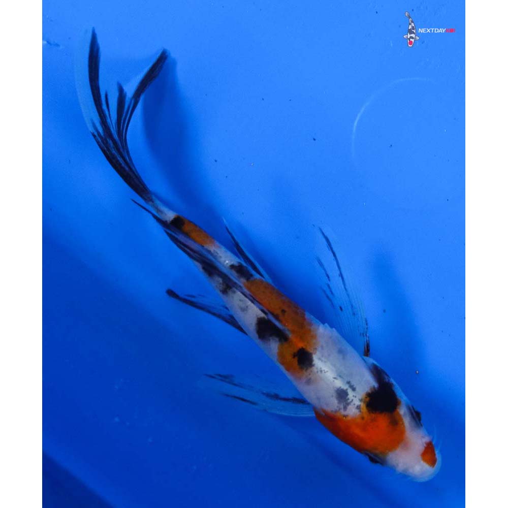 4” Imported Sanke Butterfly Koi
