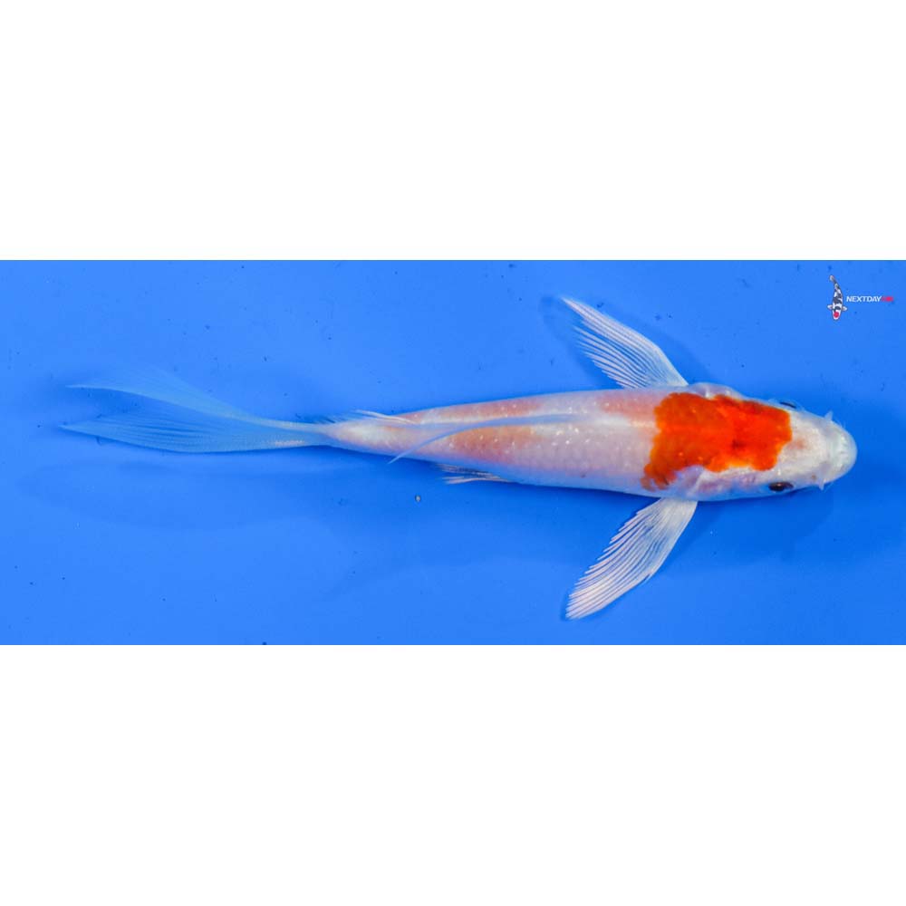4.5” Imported Hariwake Butterfly Koi