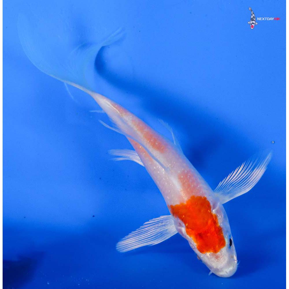 4.5” Imported Hariwake Butterfly Koi