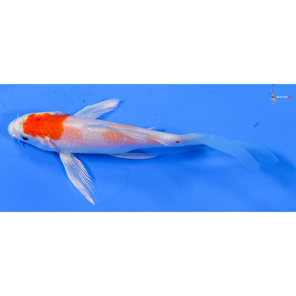 4.5” Imported Hariwake Butterfly Koi