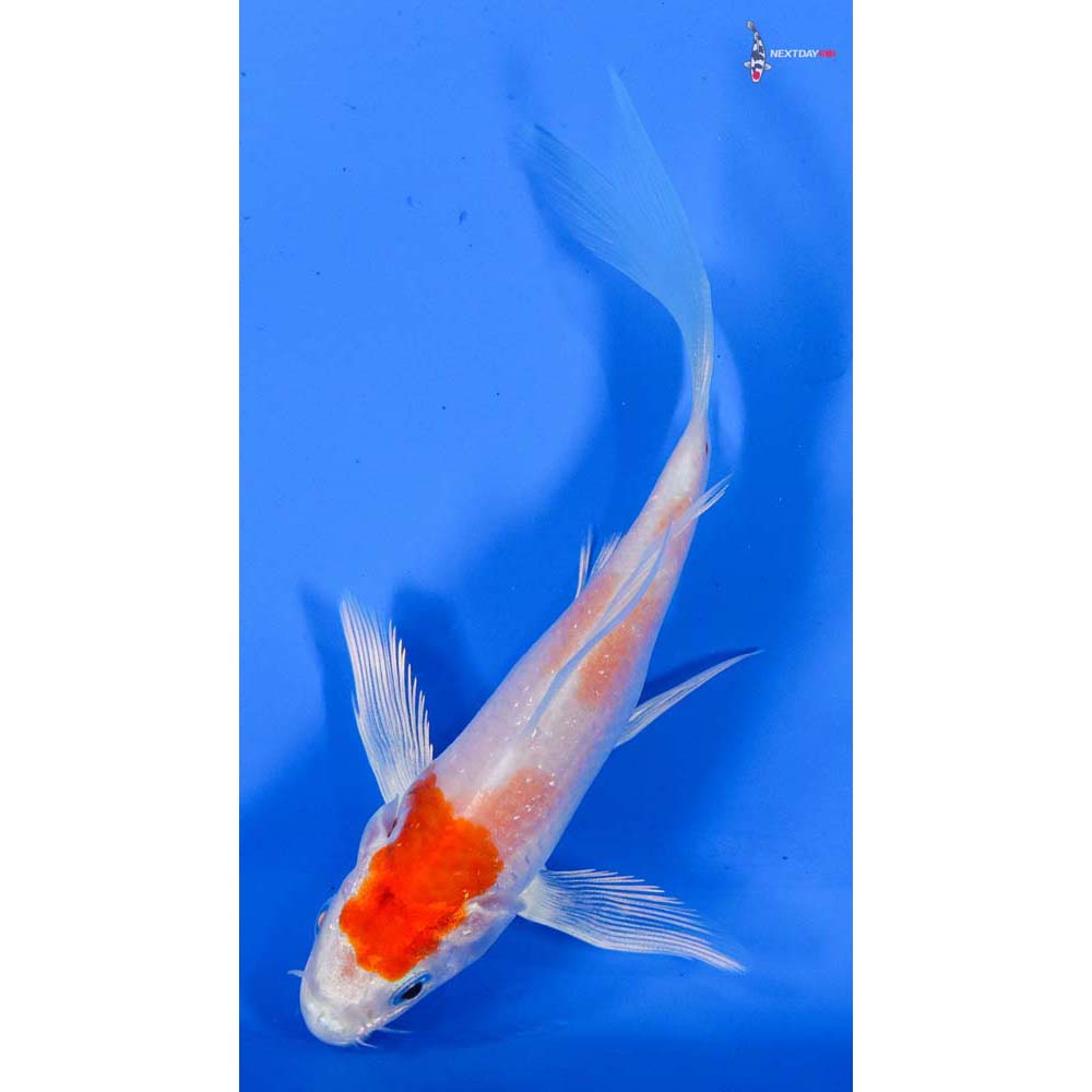 4.5” Imported Hariwake Butterfly Koi