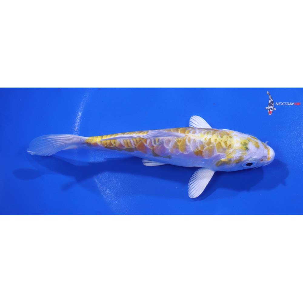 5.5” Imported Doitsu Lemon Hariwake