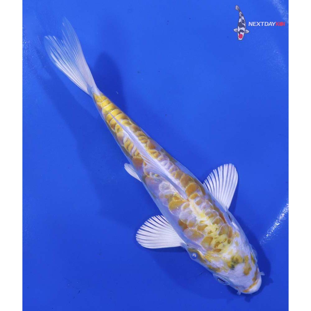 5.5” Imported Doitsu Lemon Hariwake