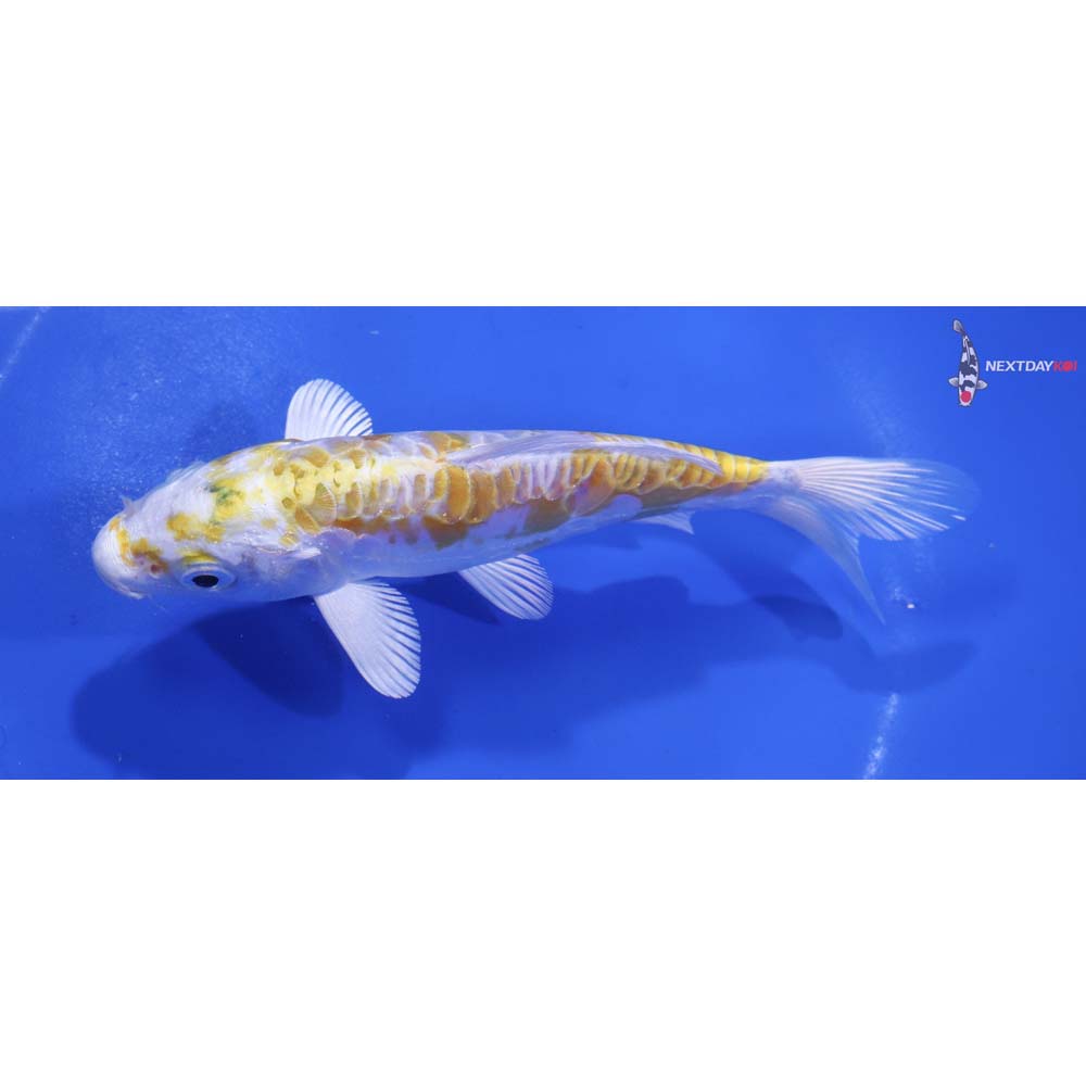 5.5” Imported Doitsu Lemon Hariwake