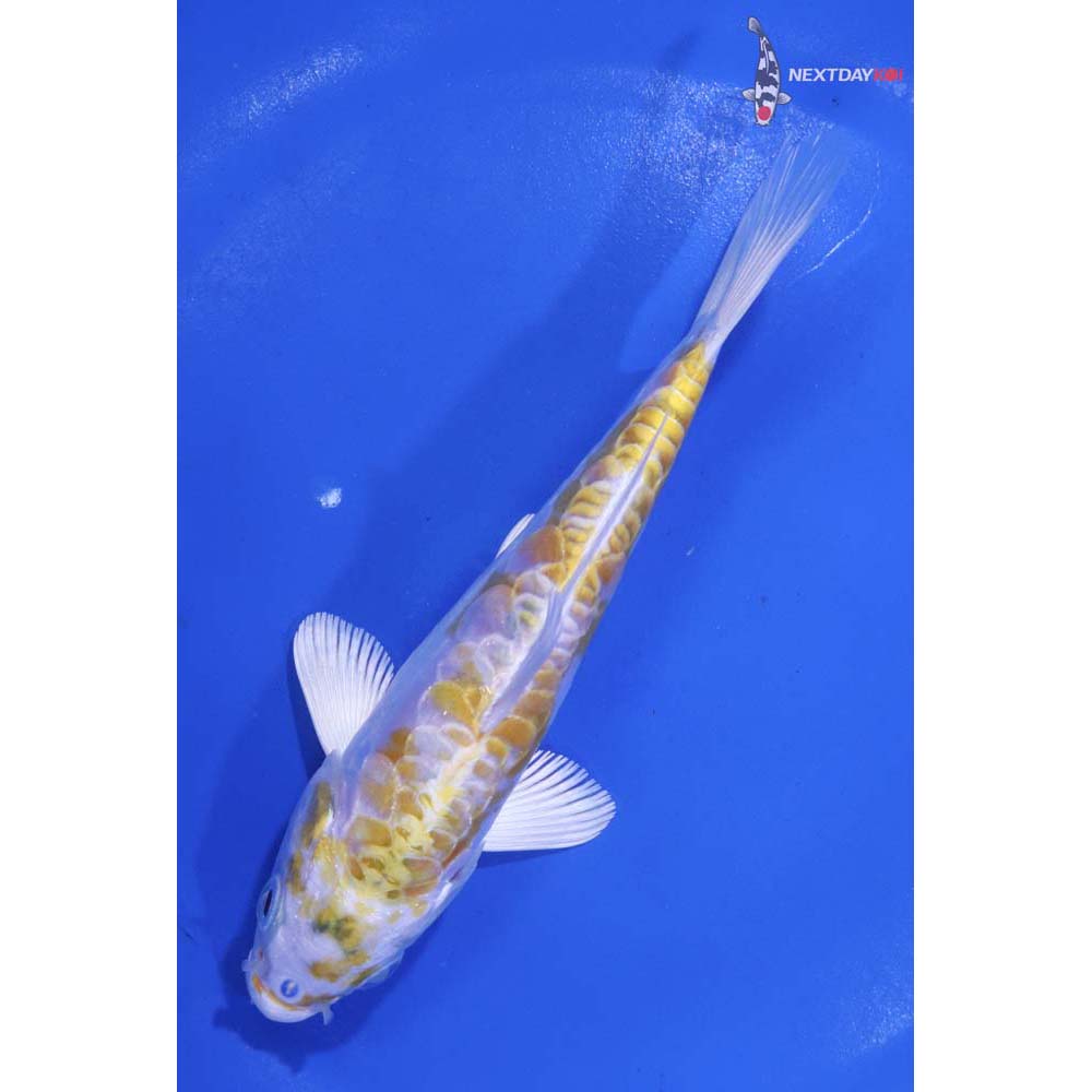 5.5” Imported Doitsu Lemon Hariwake