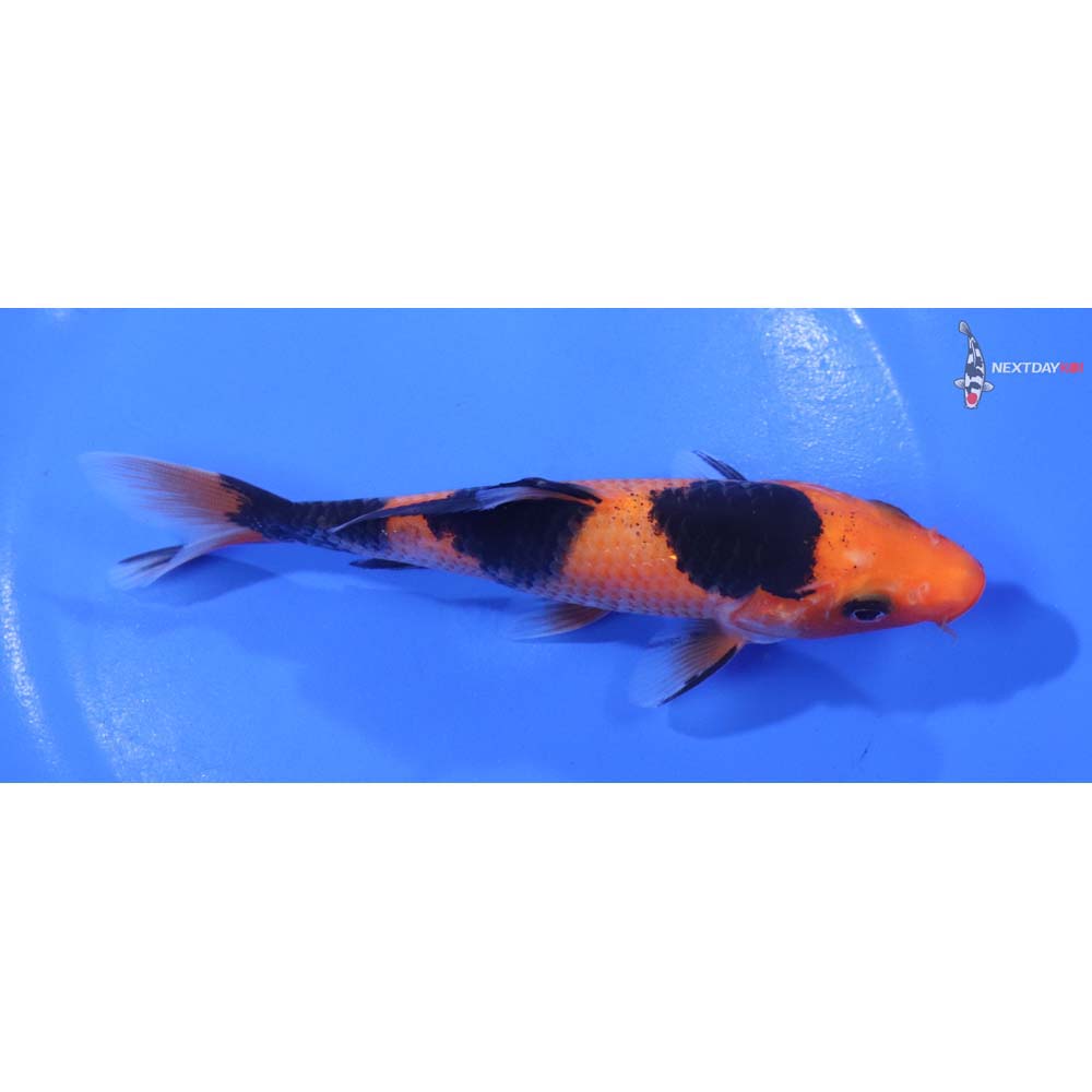 5.5” Imported Aka Bekko