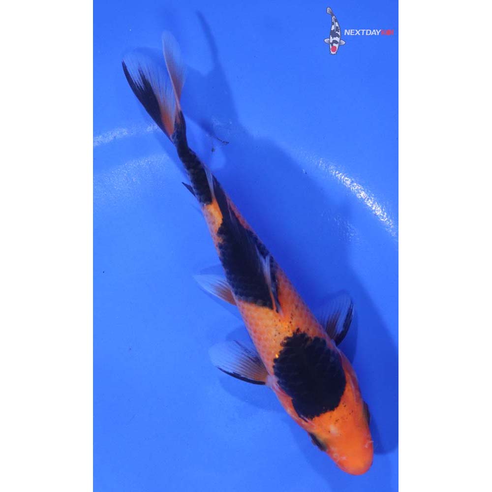 5.5” Imported Aka Bekko