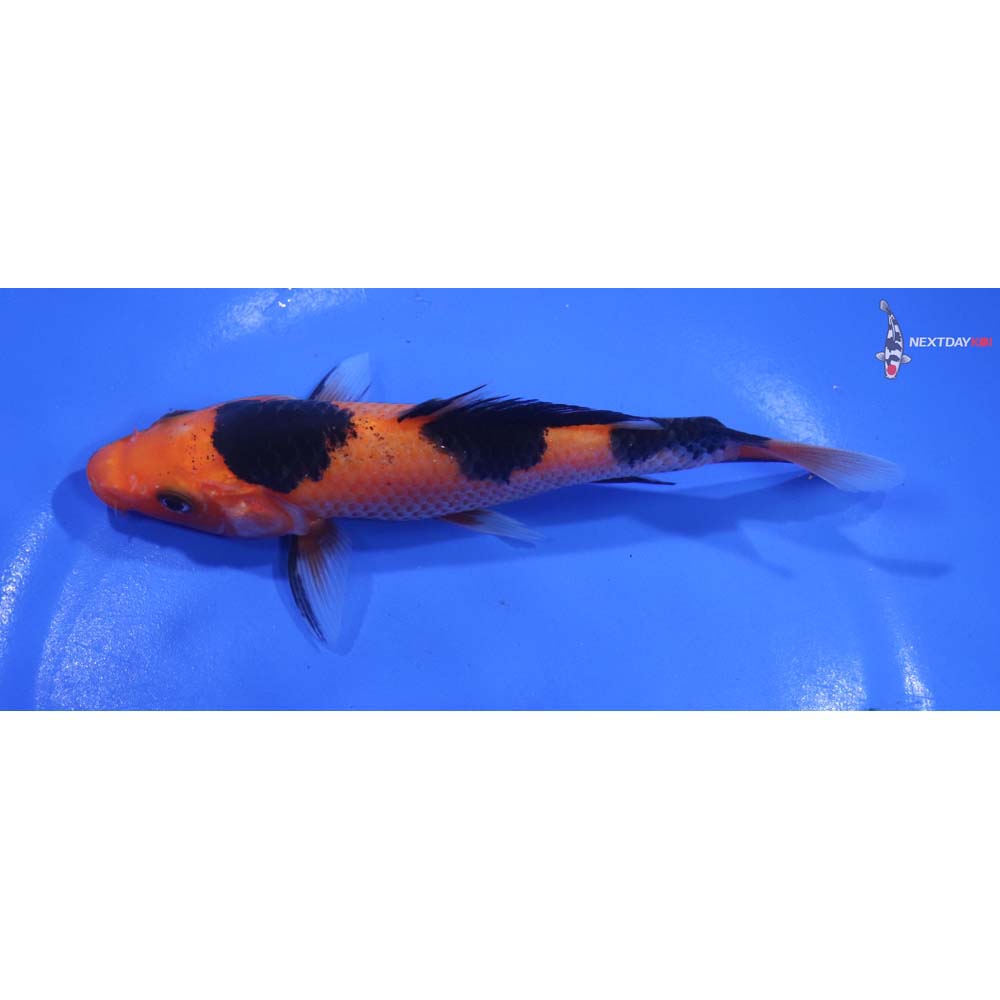 5.5” Imported Aka Bekko
