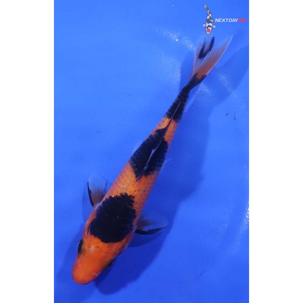 5.5” Imported Aka Bekko