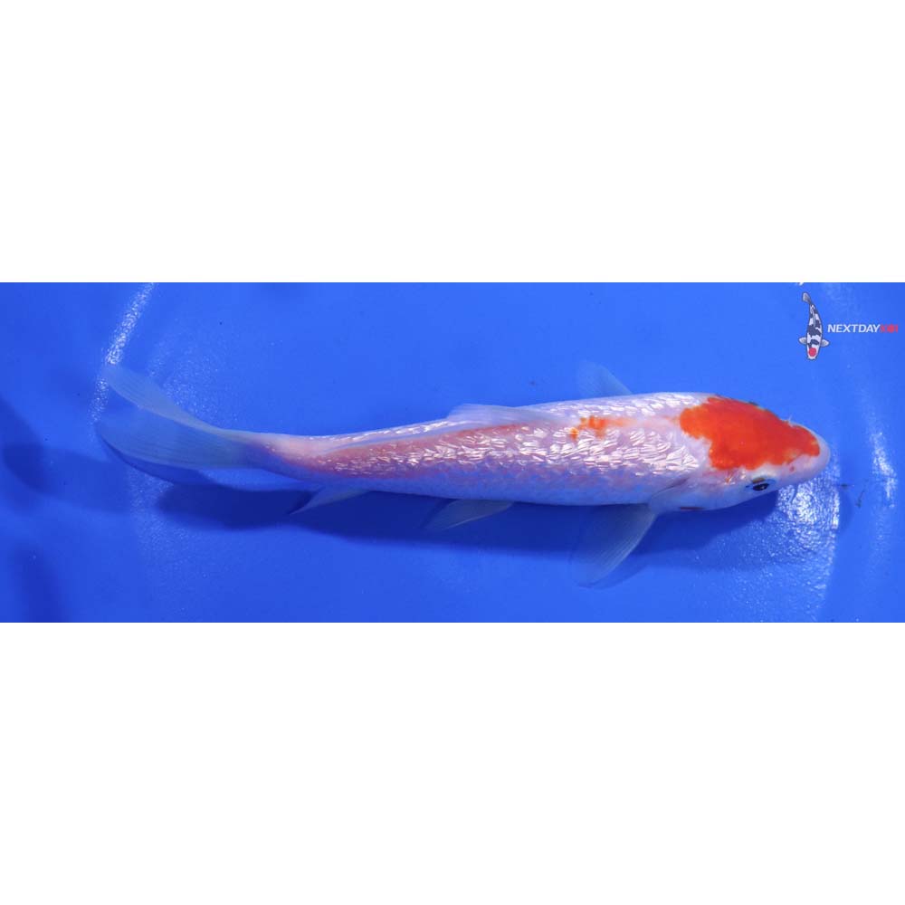 5.5” Imported Gin Rin Kohaku