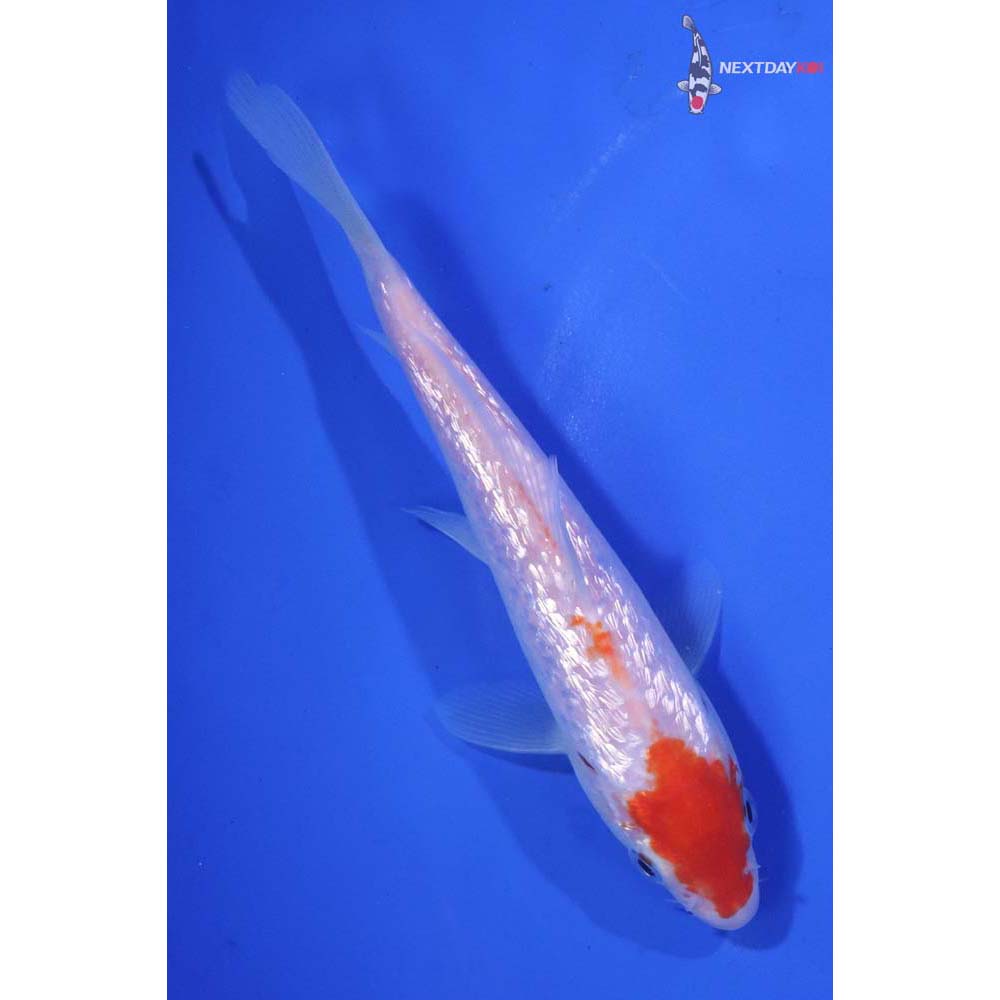 5.5” Imported Gin Rin Kohaku