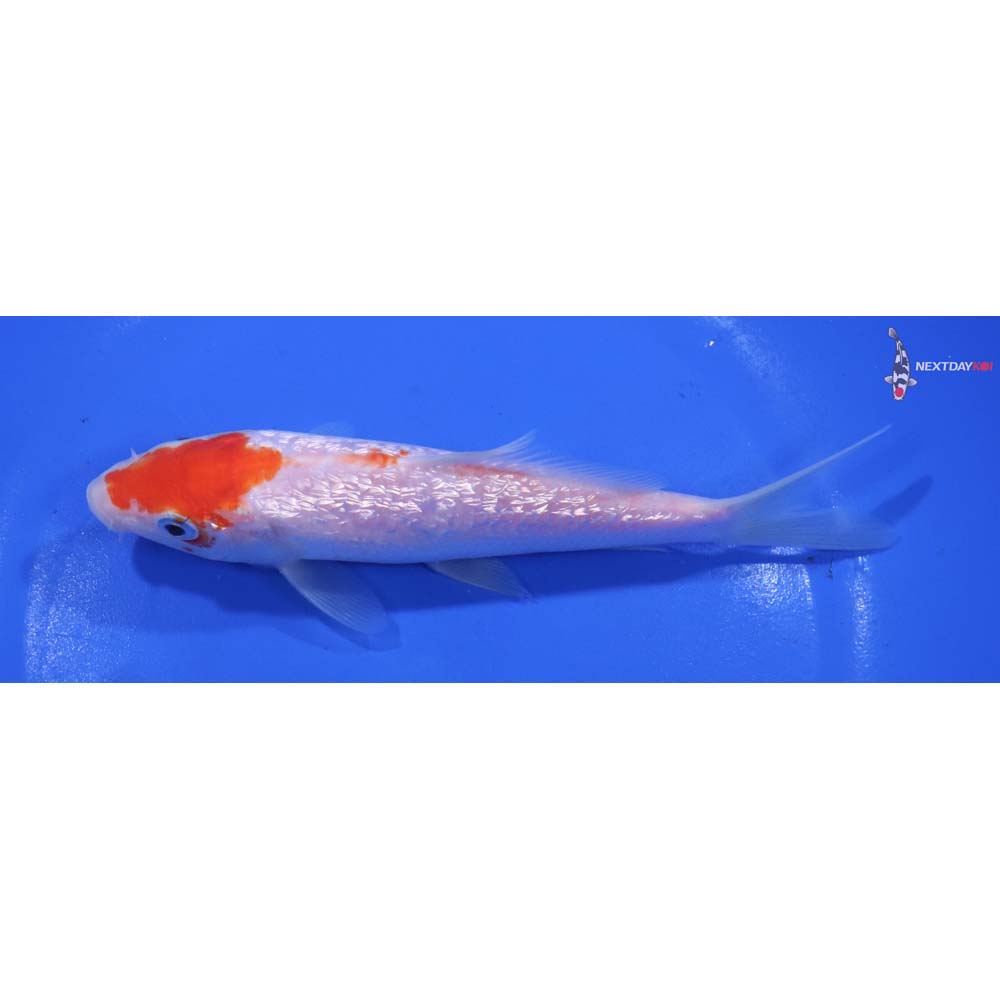 5.5” Imported Gin Rin Kohaku
