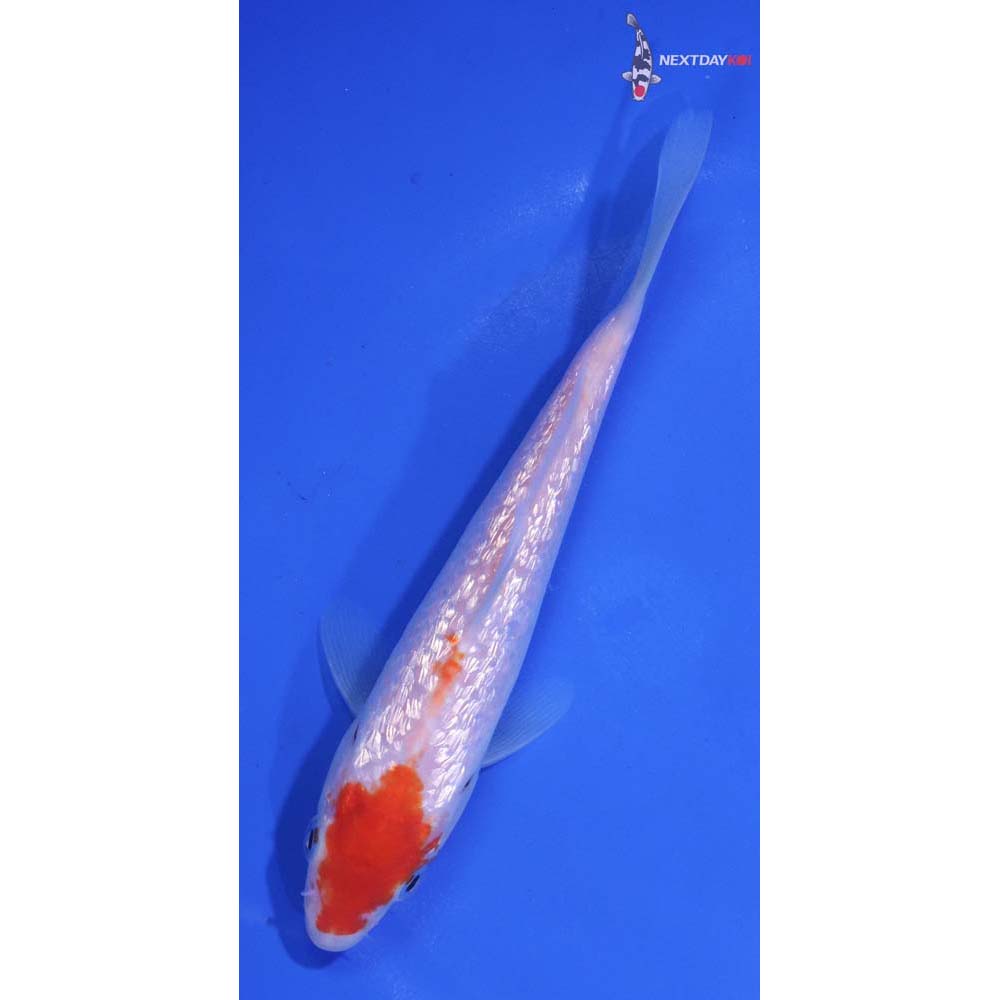 5.5” Imported Gin Rin Kohaku