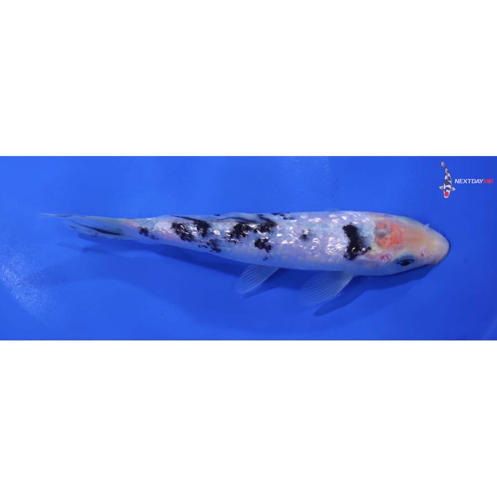 6” Imported Gin Rin Shiro Bekko