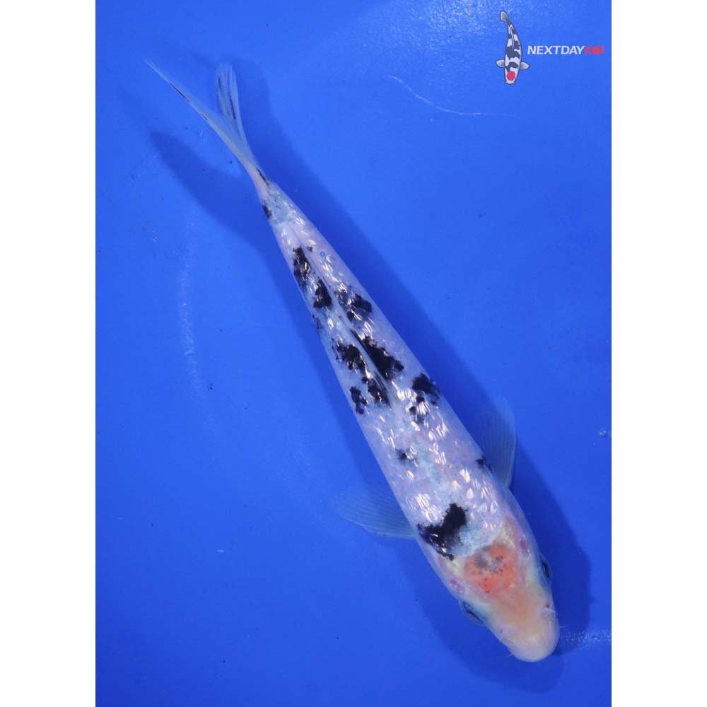 6” Imported Gin Rin Shiro Bekko