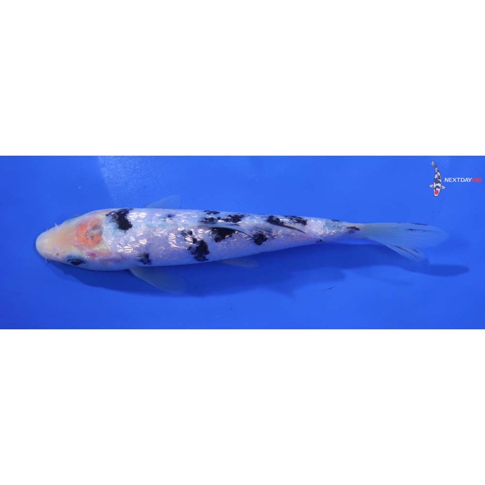 6” Imported Gin Rin Shiro Bekko