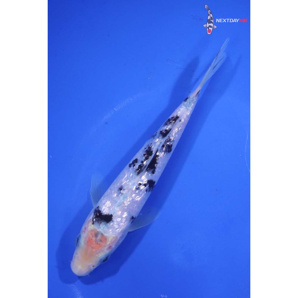 6” Imported Gin Rin Shiro Bekko