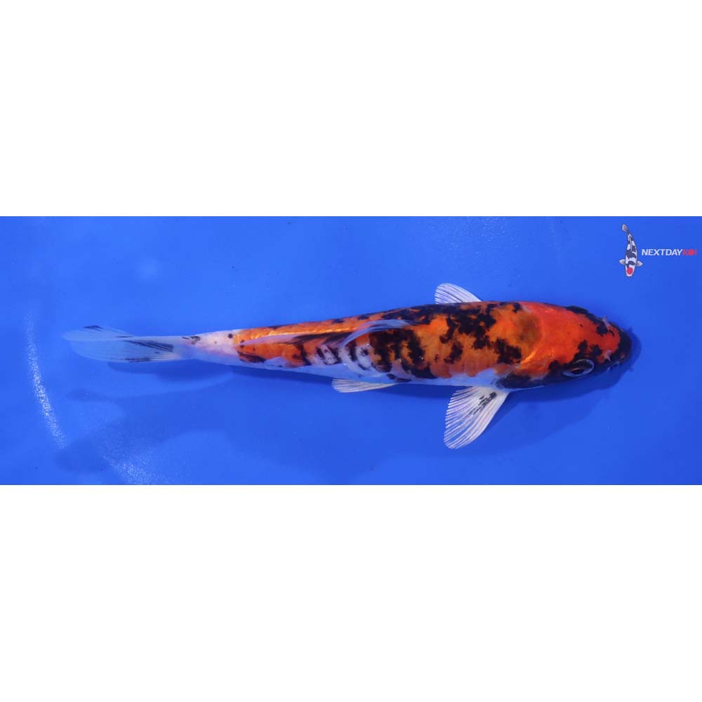 6” Imported Beni Kikokuryu