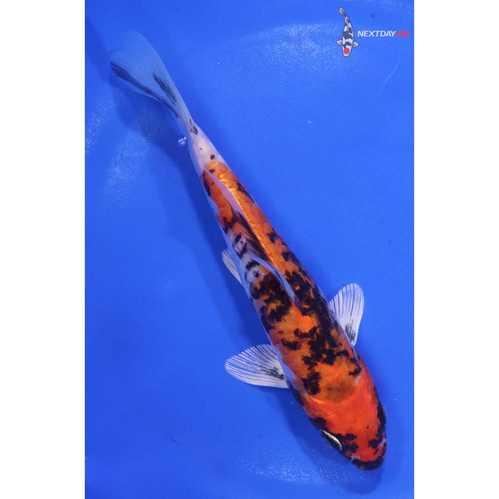 6” Imported Beni Kikokuryu