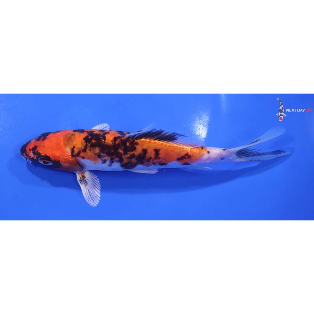 6” Imported Beni Kikokuryu