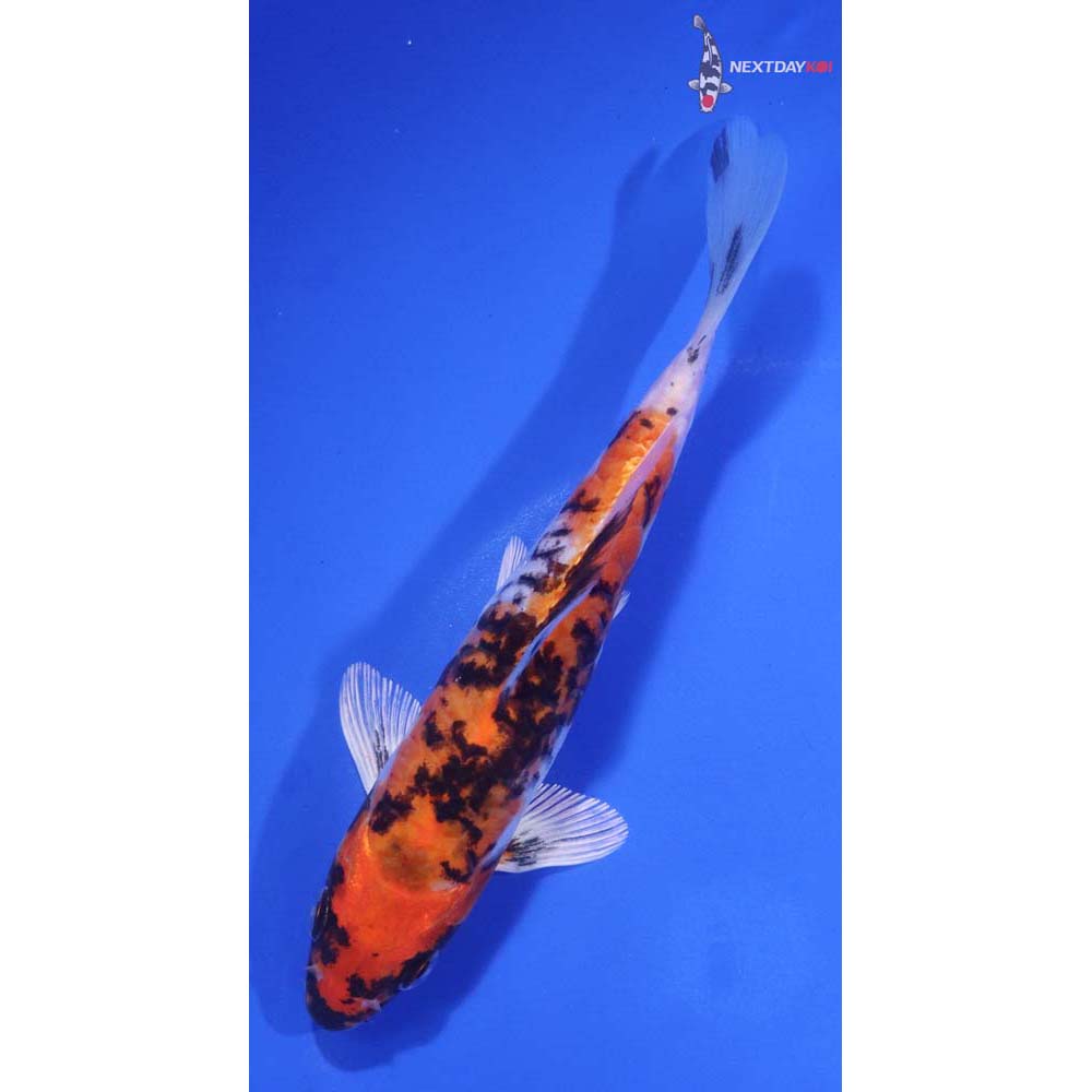 6” Imported Beni Kikokuryu
