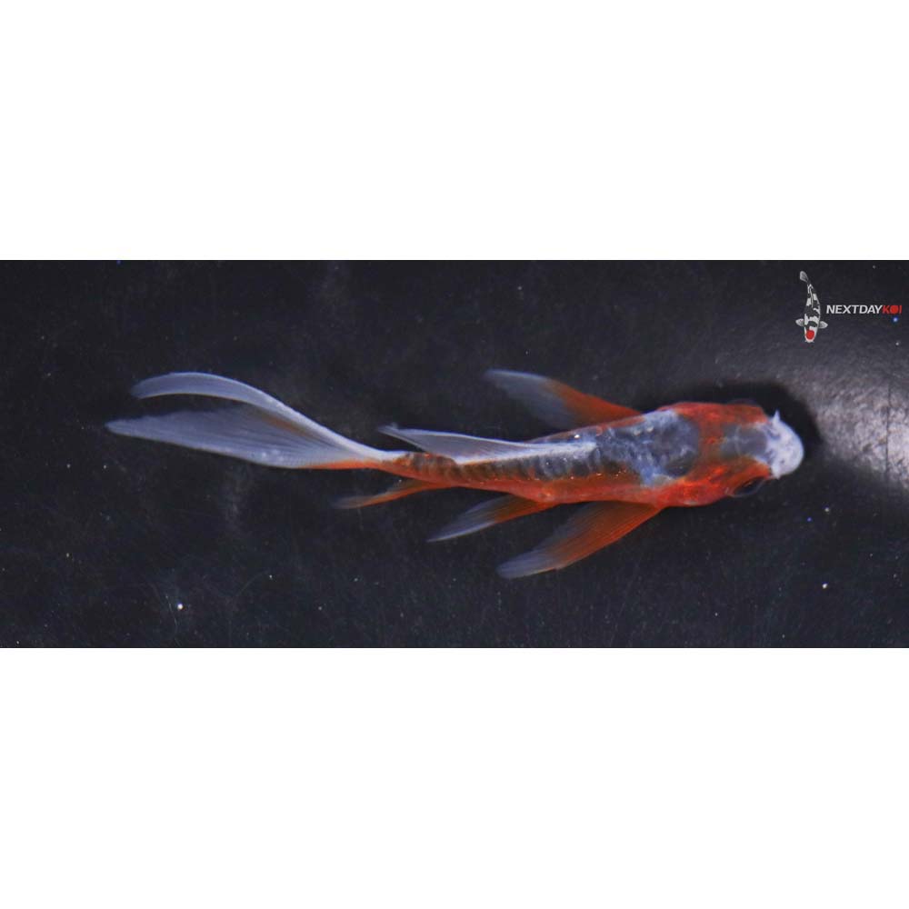 3” Imported Shusui Butterfly Koi