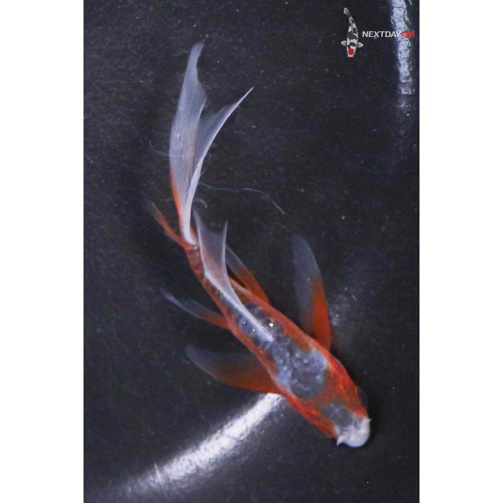 3” Imported Shusui Butterfly Koi