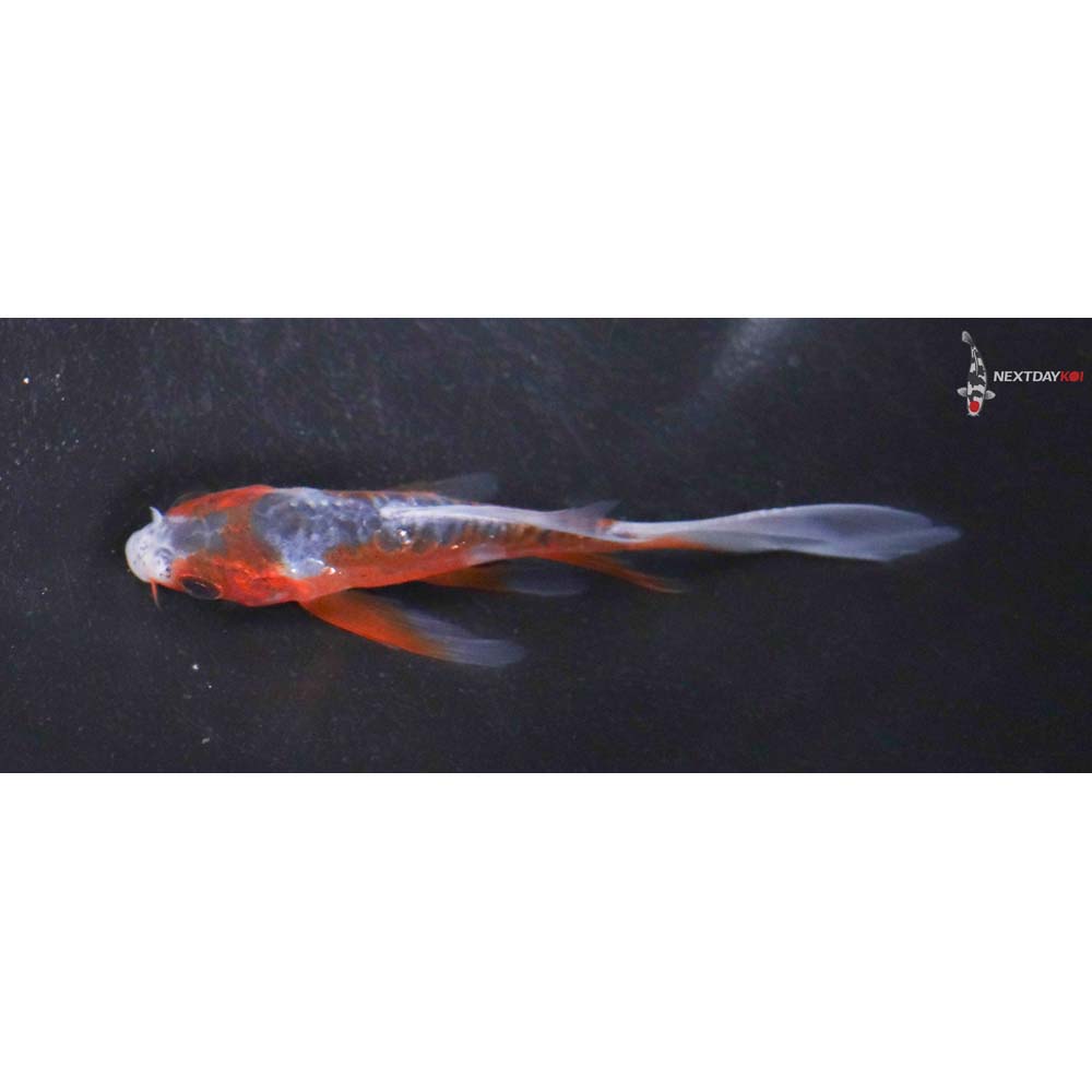 3” Imported Shusui Butterfly Koi