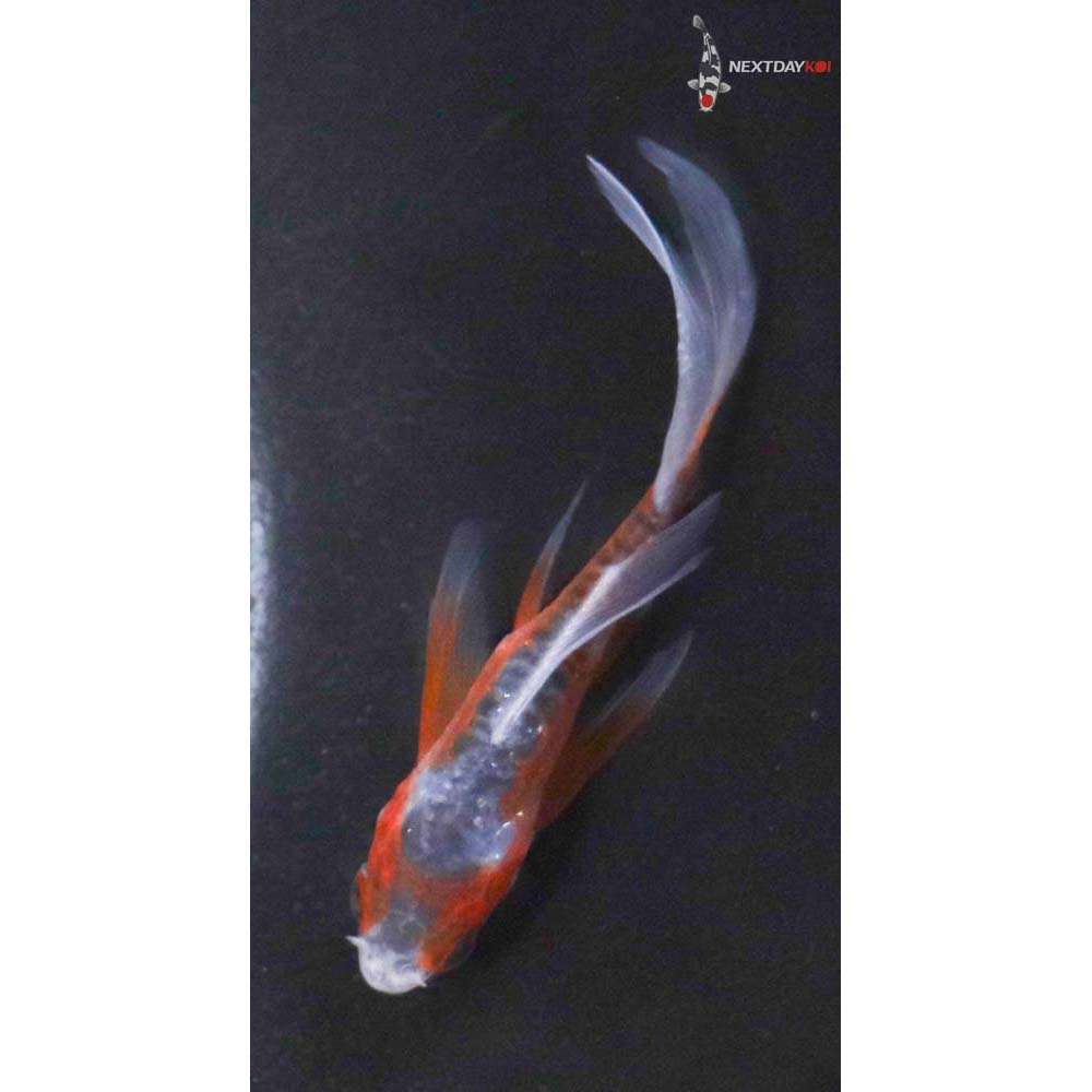 3” Imported Shusui Butterfly Koi