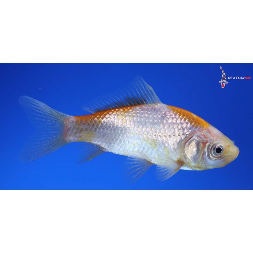 4” Imported Yellow Sarasa Comet