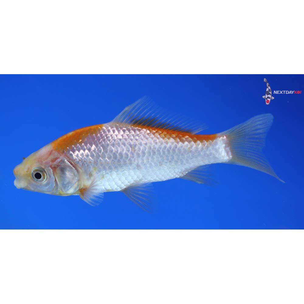 4” Imported Yellow Sarasa Comet