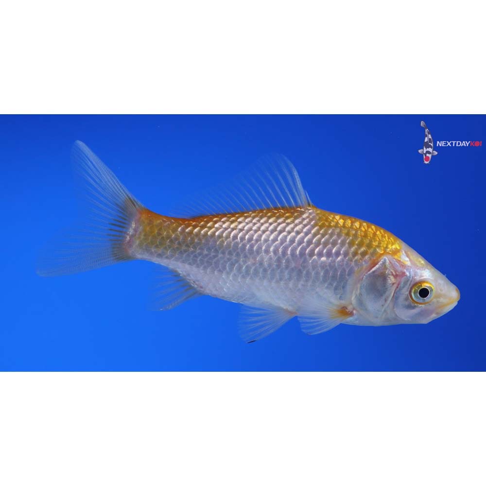 4” Imported Yellow Sarasa Comet