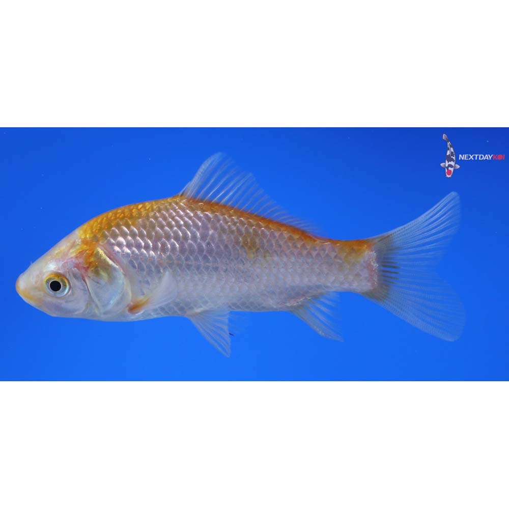 4” Imported Yellow Sarasa Comet