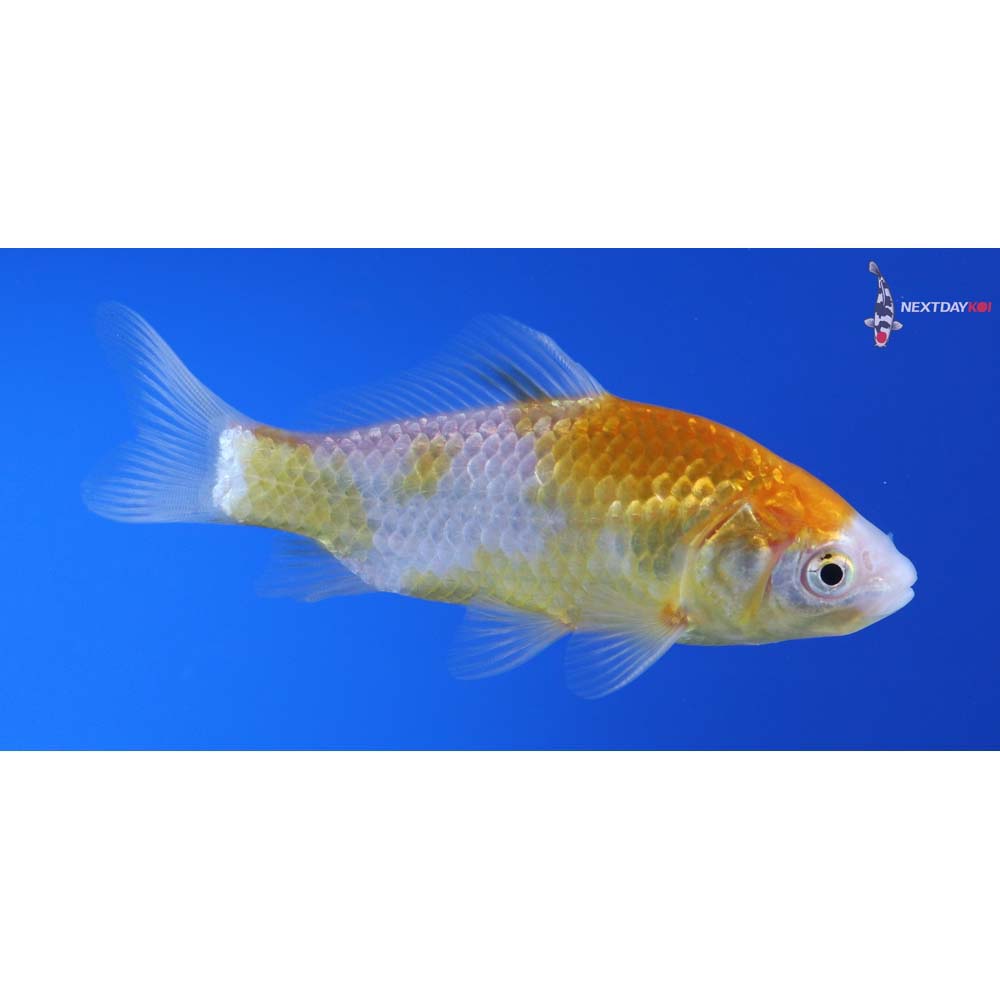 4” Imported Yellow Sarasa Comet