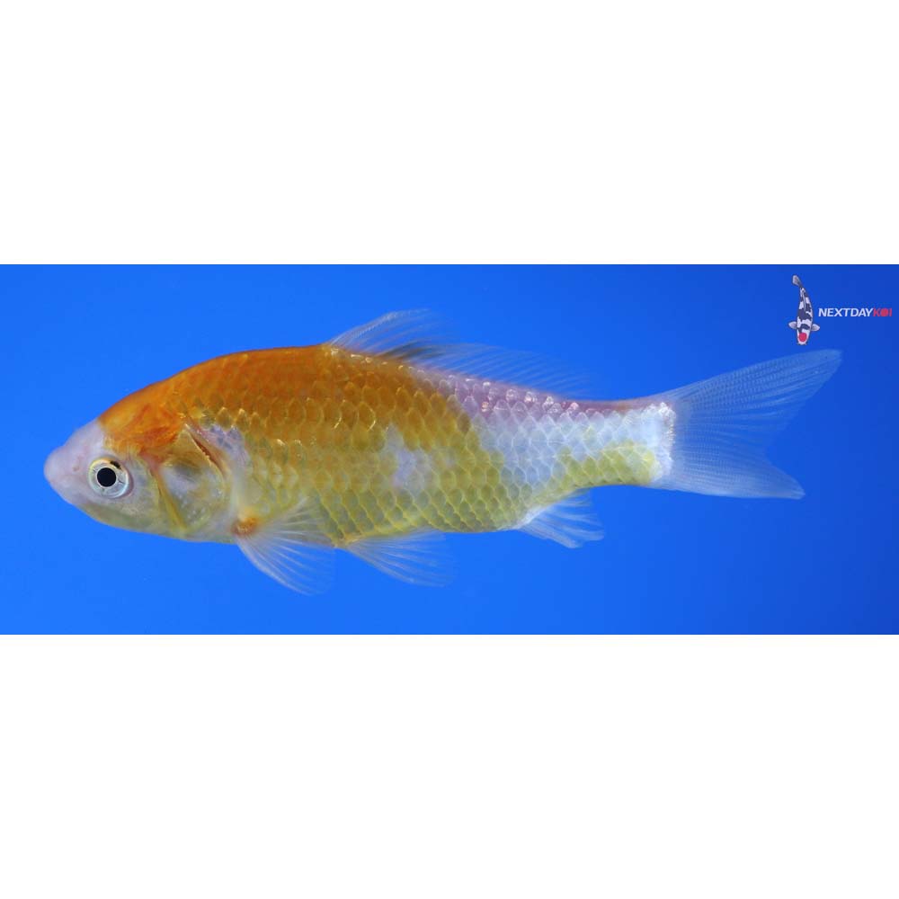 4” Imported Yellow Sarasa Comet