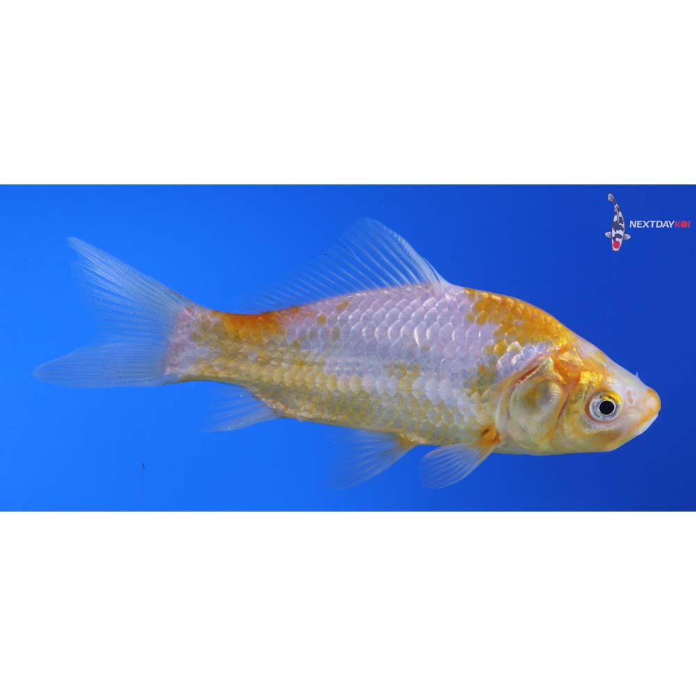 5” Imported Yellow Sarasa Comet