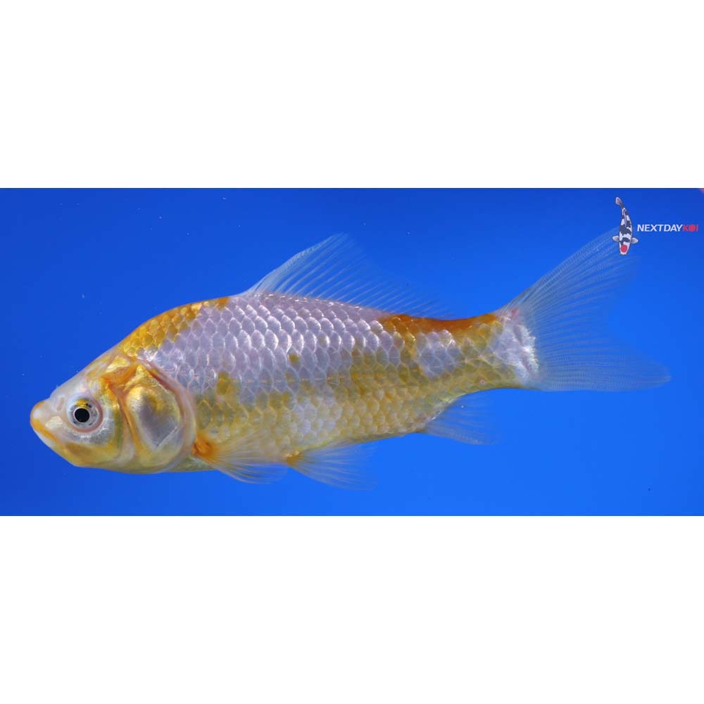 5” Imported Yellow Sarasa Comet