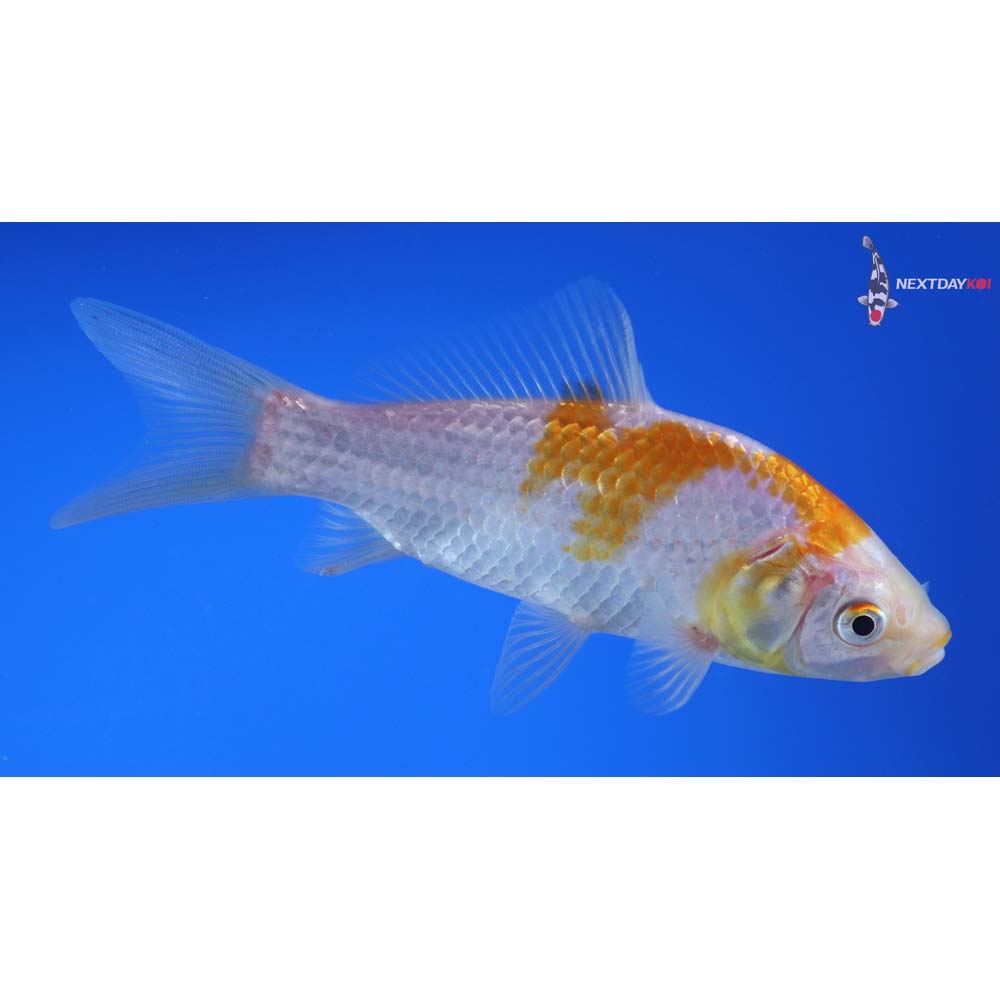 5” Imported Yellow Sarasa Comet